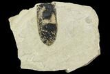 Fossil Legume (Mimosites) Pod - Green River Formation, Utah #111371-1